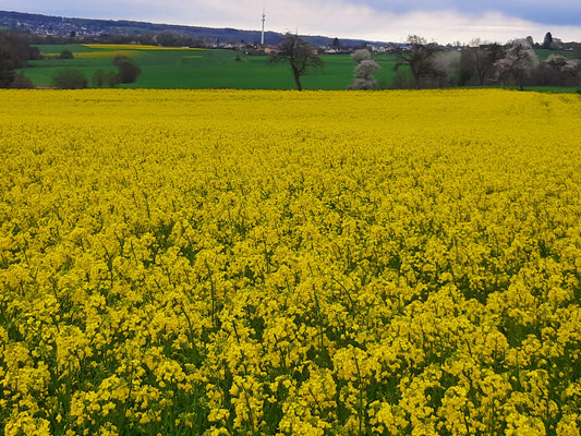 Der Raps 2025 steht in voller Blüte