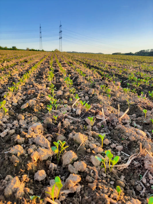 Lein Gold läuft gut auf