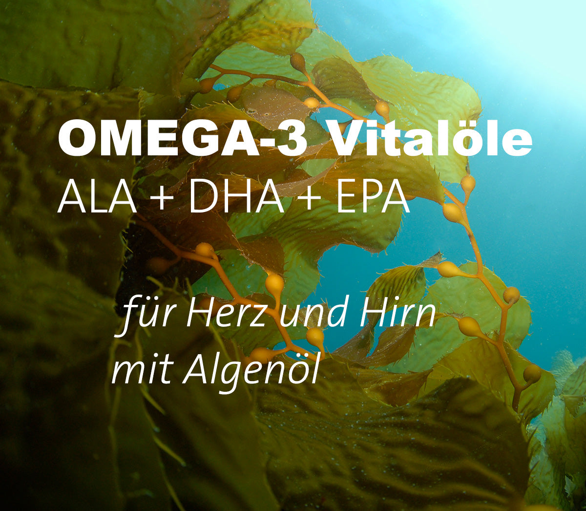 Vitalöle – Ölmühle Sauerland Vitalöle – Ölmühle Sauerland